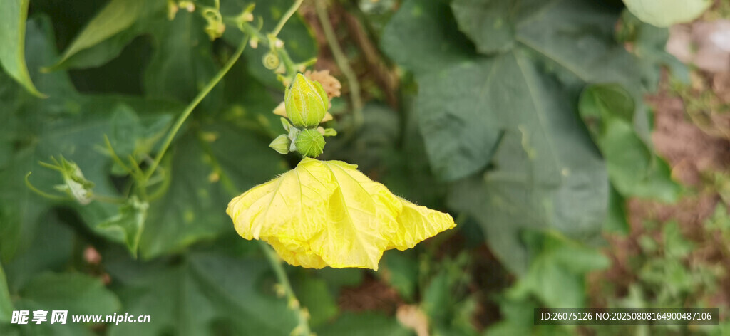 黄色瓜花绽放绿叶间