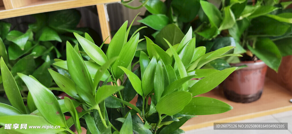 翠绿盆栽植物展示