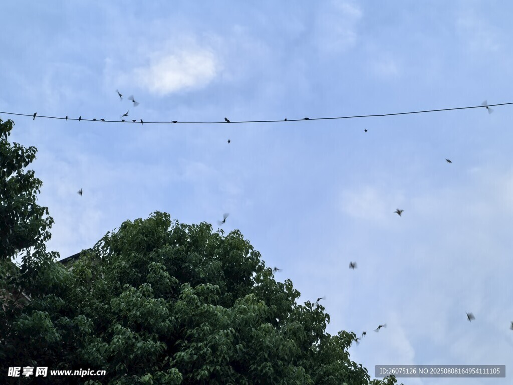 空中电线上的飞鸟与绿树蓝天