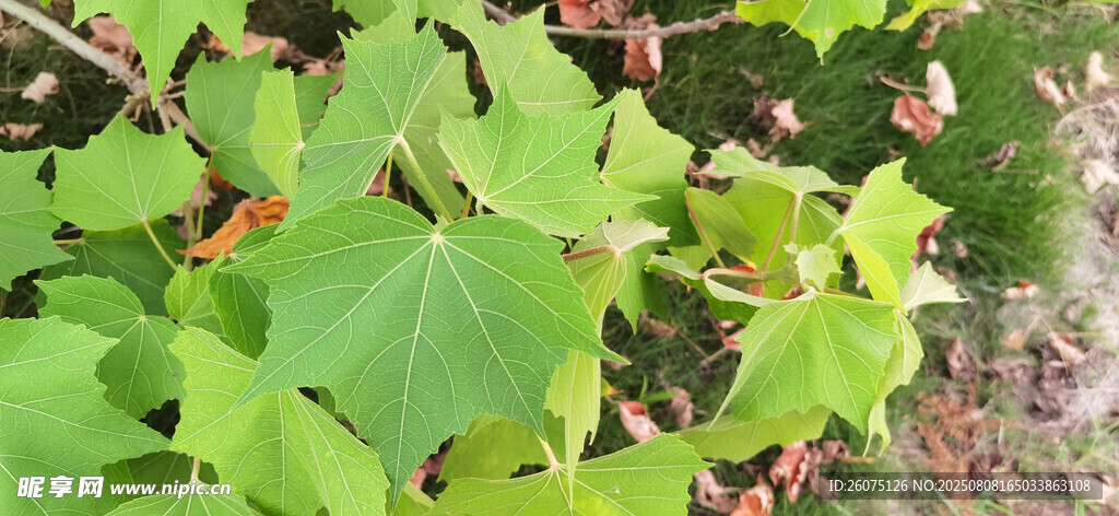 绿叶植物枝时特写