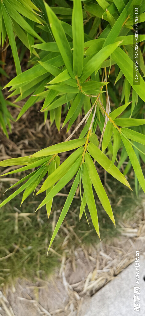翠绿竹叶特写
