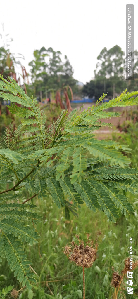 野外茂盛的绿色植物枝叶