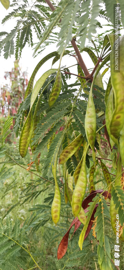 树上挂着奇特的长形果实