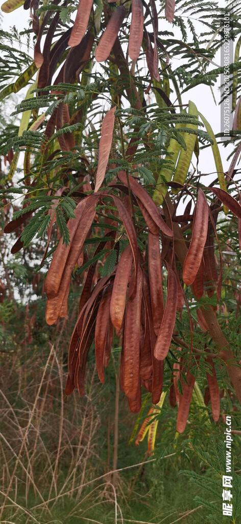 树上垂挂的红色荚果