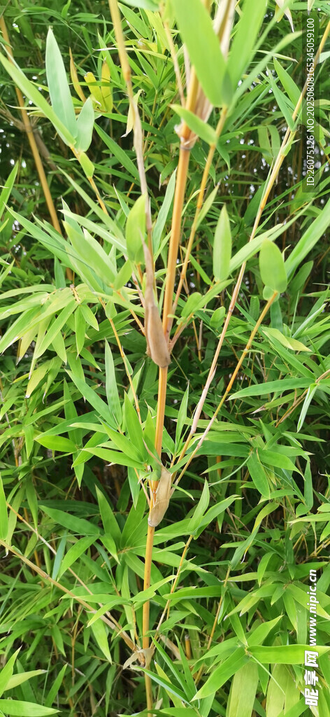 翠绿挺拔的植物枝干