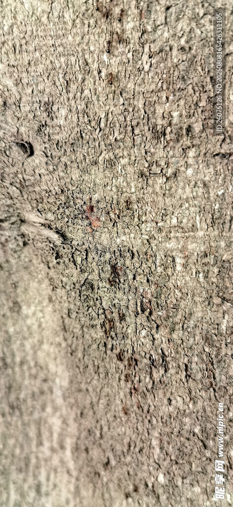 粗糙斑驳的树皮纹理