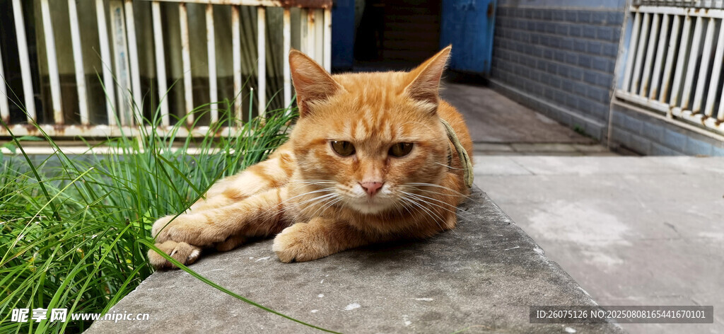 慵懒橘猫趴于户外地面