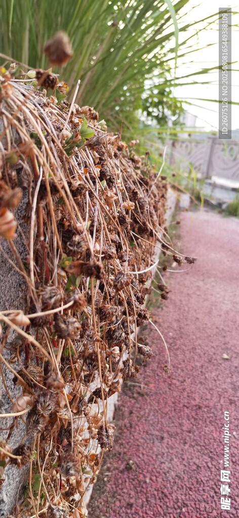 墙边枯萎植物与红砂石路