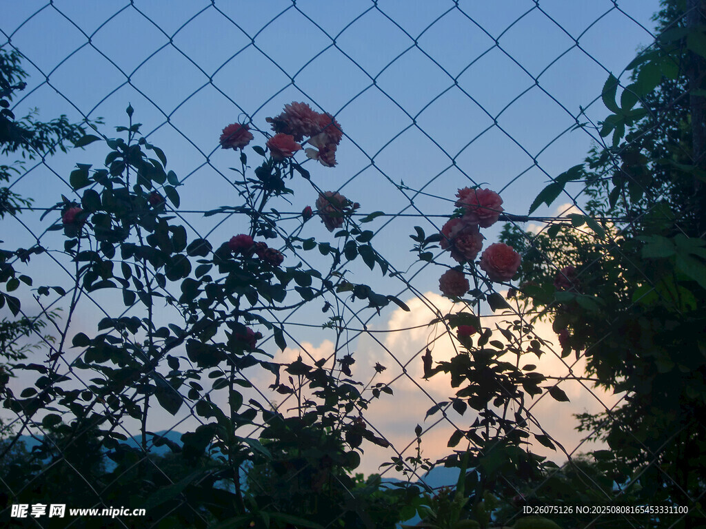 黄昏透过围栏的花卉与天空