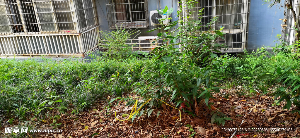 庭院绿植景观一角
