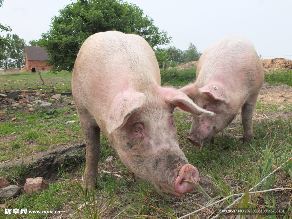 猪图片