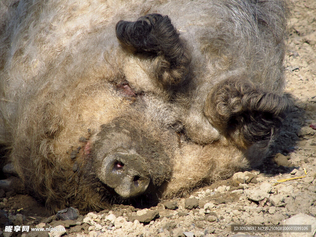 酣睡的野猪