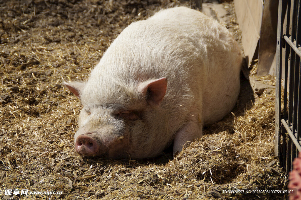 猪图片
