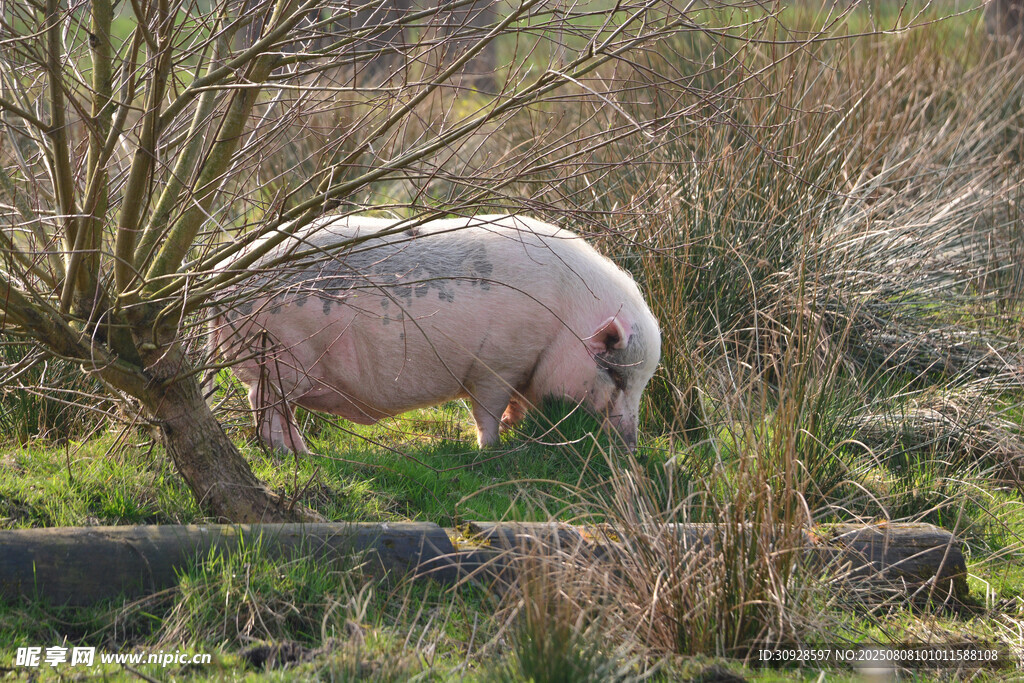 猪图片