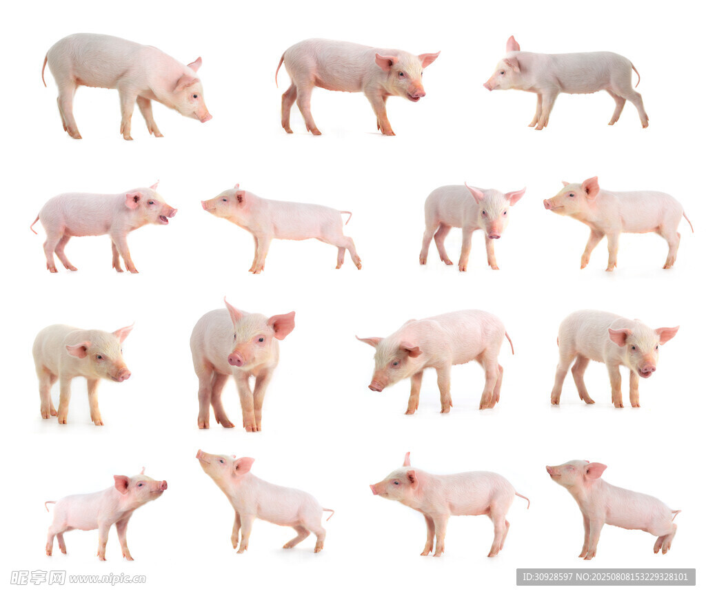 可爱小猪集合