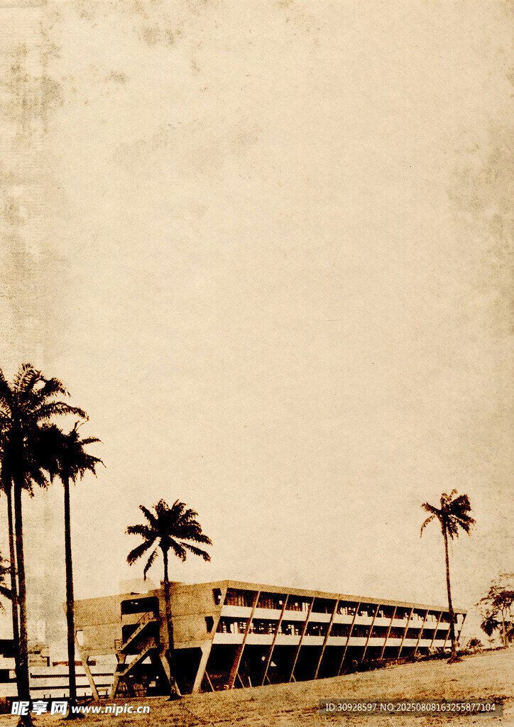 海滨公路旁的棕榈树景观