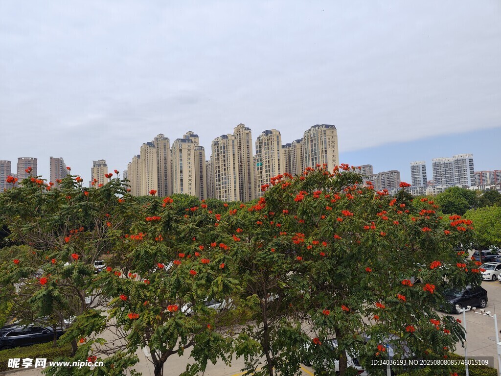 城市高楼与繁花景观