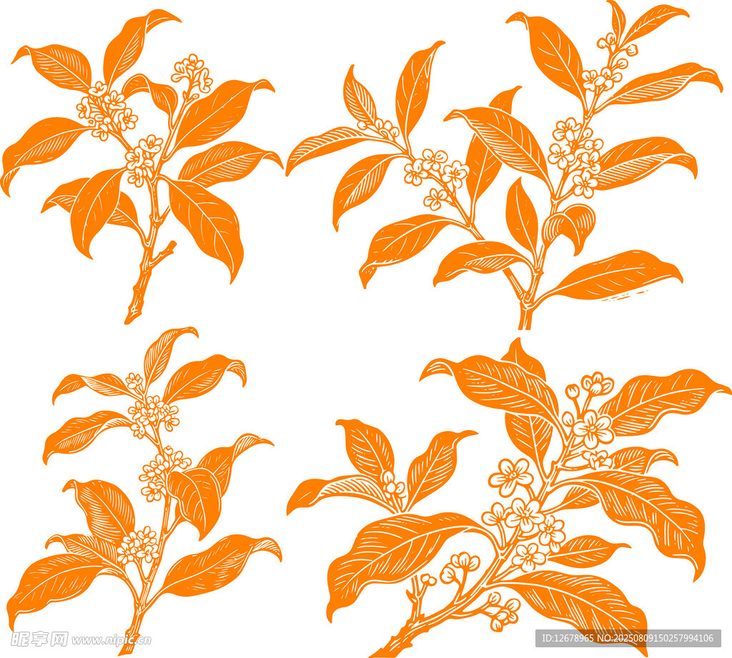 桂花矢量线稿插画