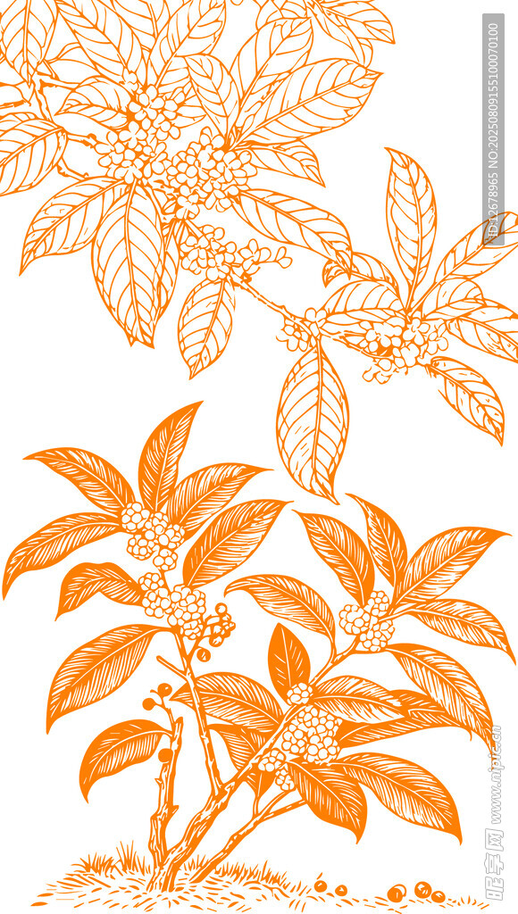 黄色桂花矢量线稿植物插画