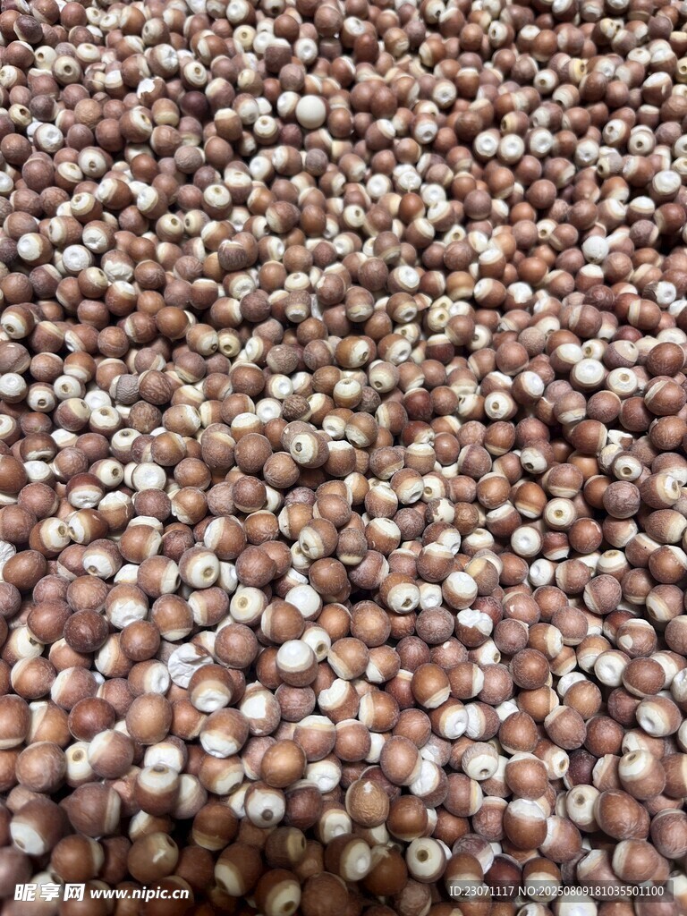 鸡头米