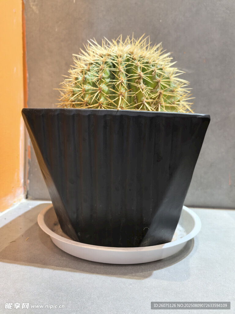 黑色花盆中的翠绿仙人掌