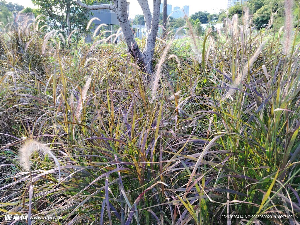 野外丛生的狗尾巴草