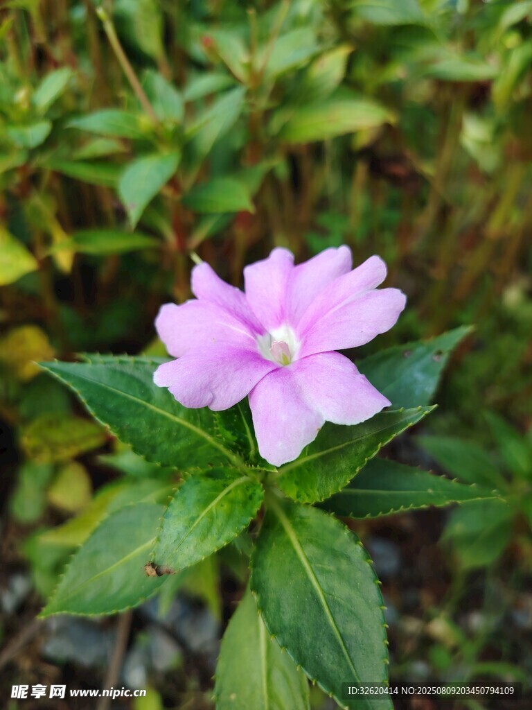 粉色长春花绽放绿叶间