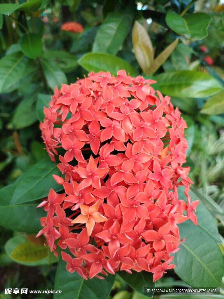 鲜艳红色龙船花绽放