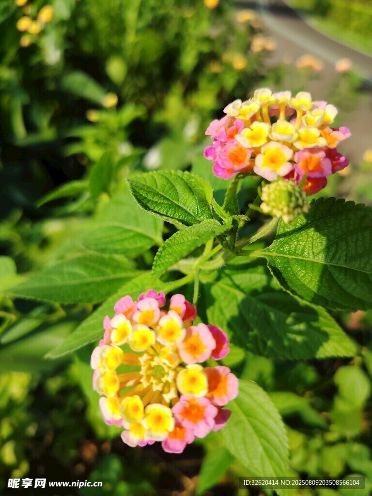 多彩马缨丹绽放