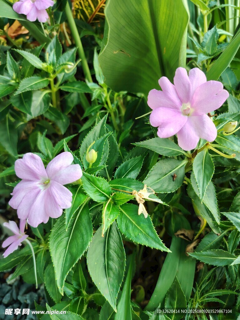粉色小花绽放绿叶间