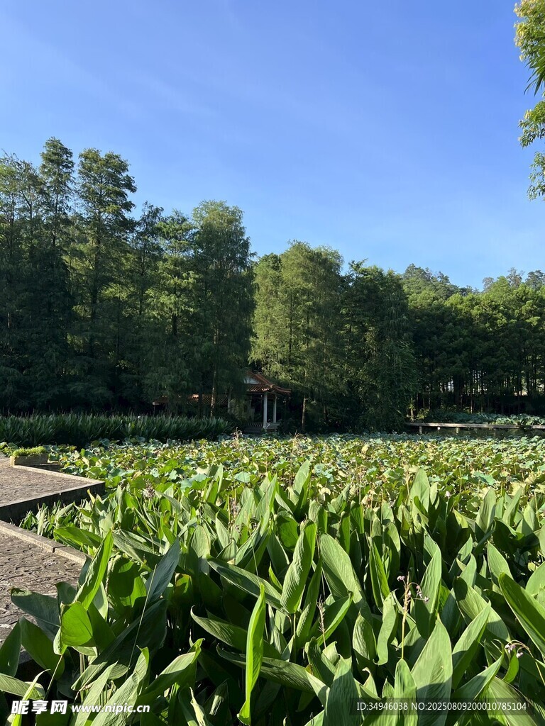 湖畔葱郁绿植景观