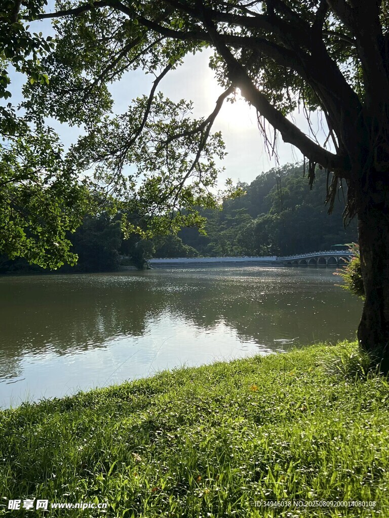 湖畔绿树成荫的静谧景致