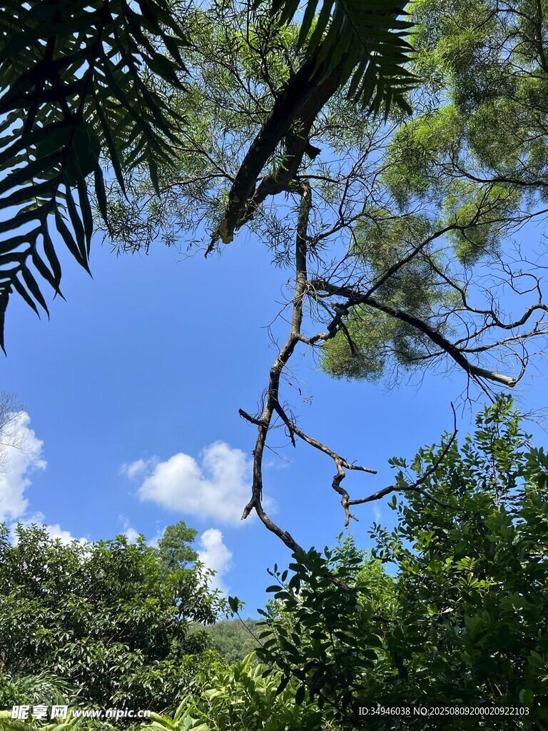 林间树梢望蓝天