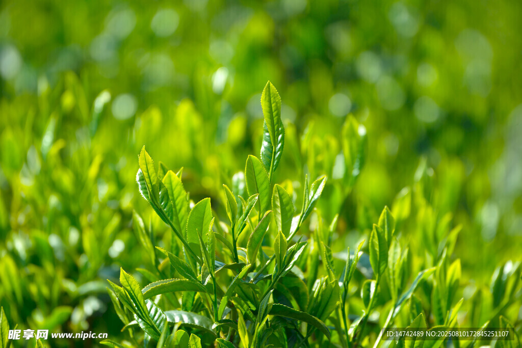 鲜嫩茶叶