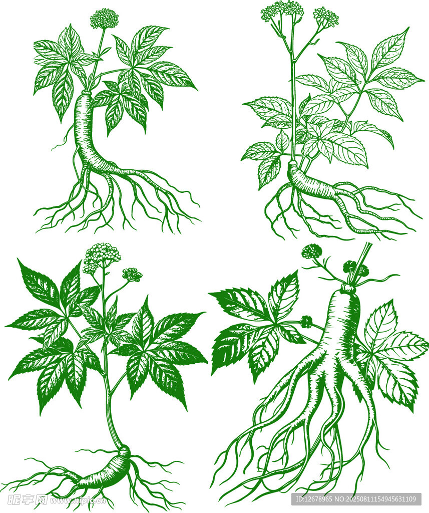 人参线稿矢量图