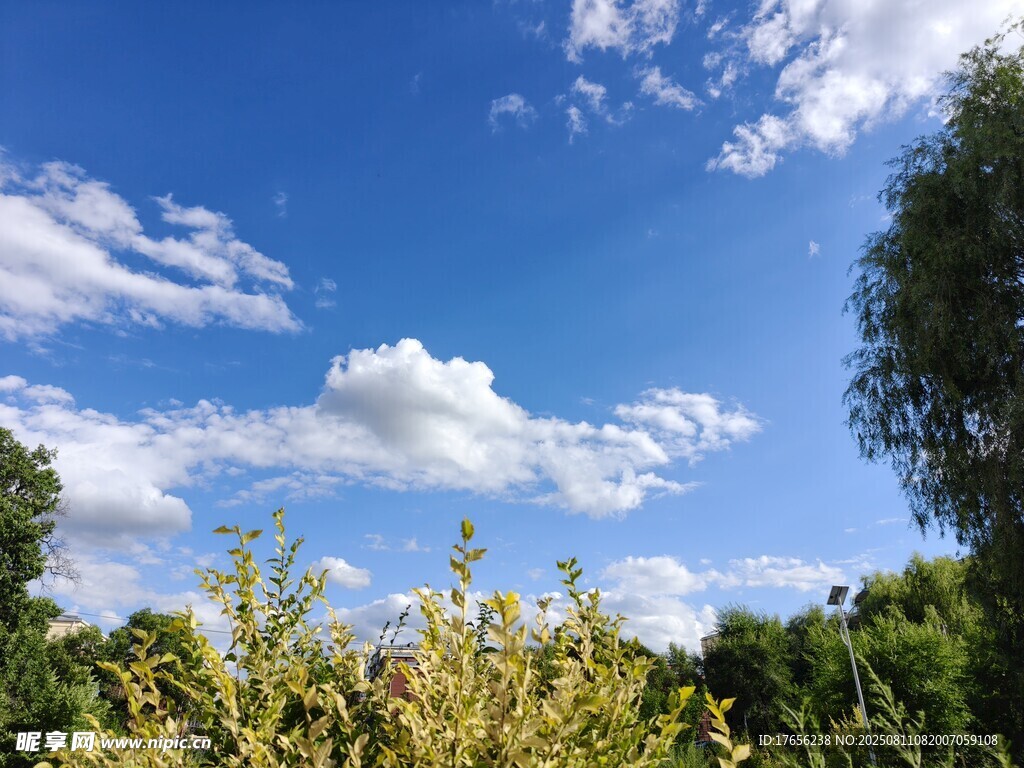 蓝天白云下的绿植景观