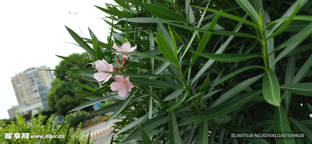 绿叶丛中绽放的粉色夹竹桃花