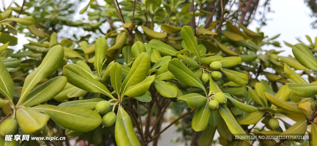 枝叶繁茂的绿植与果实