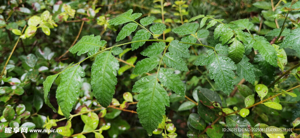 雨中的翠绿繁茂的植物景观