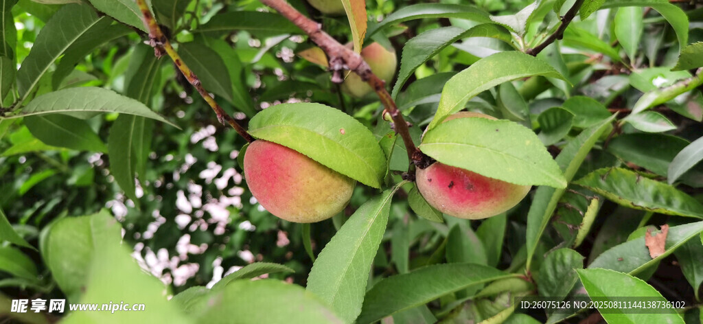 绿叶间的多彩桃子果实