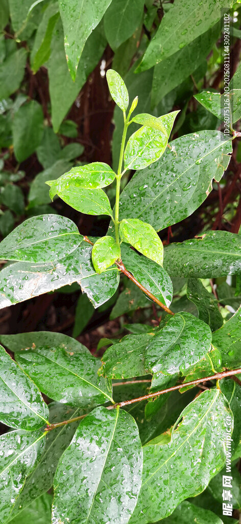 雨后翠绿叶片的清新植物