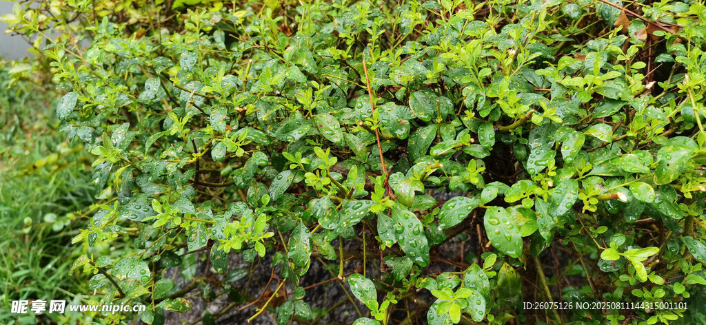 雨后的茂密绿植景观