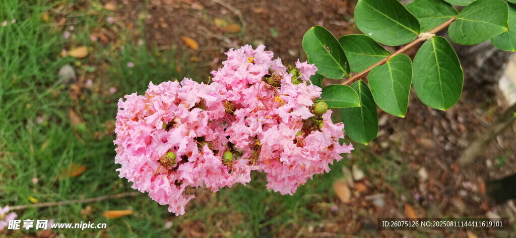 粉色紫薇花绽放于草地