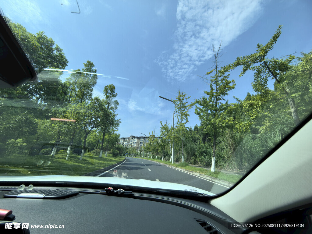 车内视角的道路绿树风景