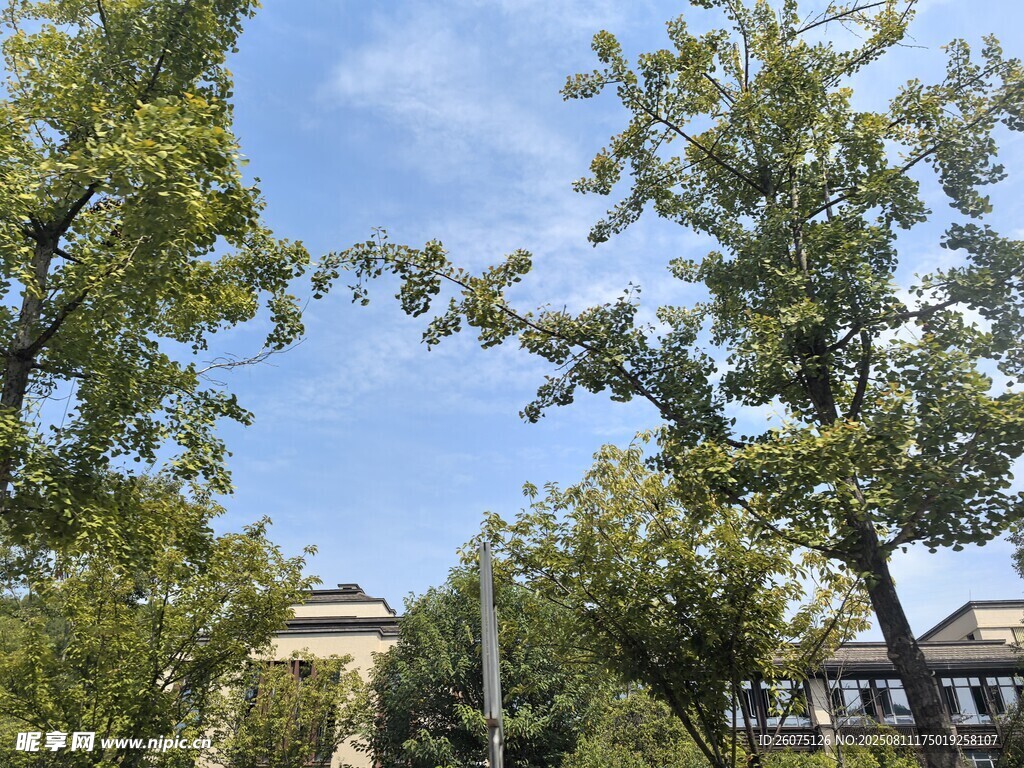 城市户外绿树蓝天景致