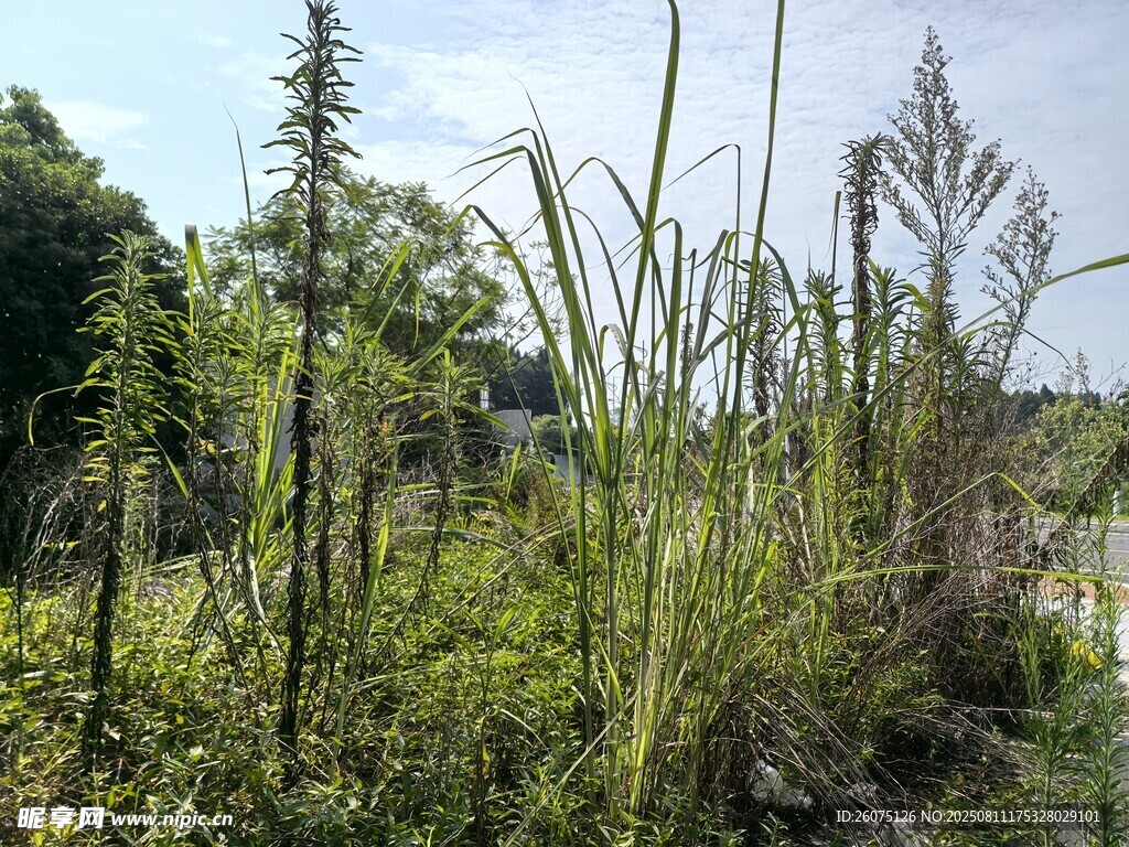 野外繁茂的绿色植物景观