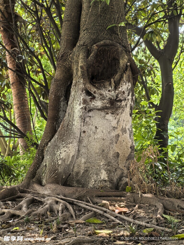 奇特树洞老树自然奇观