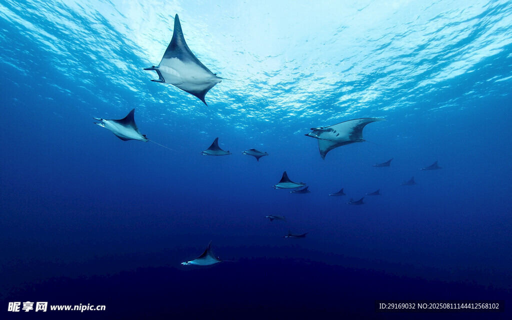 深海中游弋的群鱼