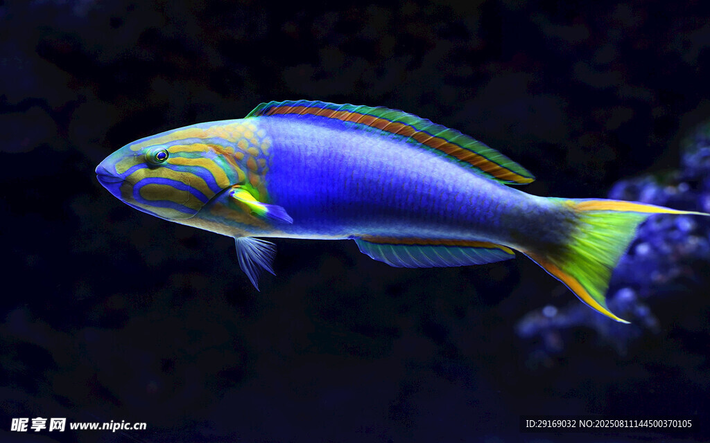 色彩斑斓的水中热带鱼