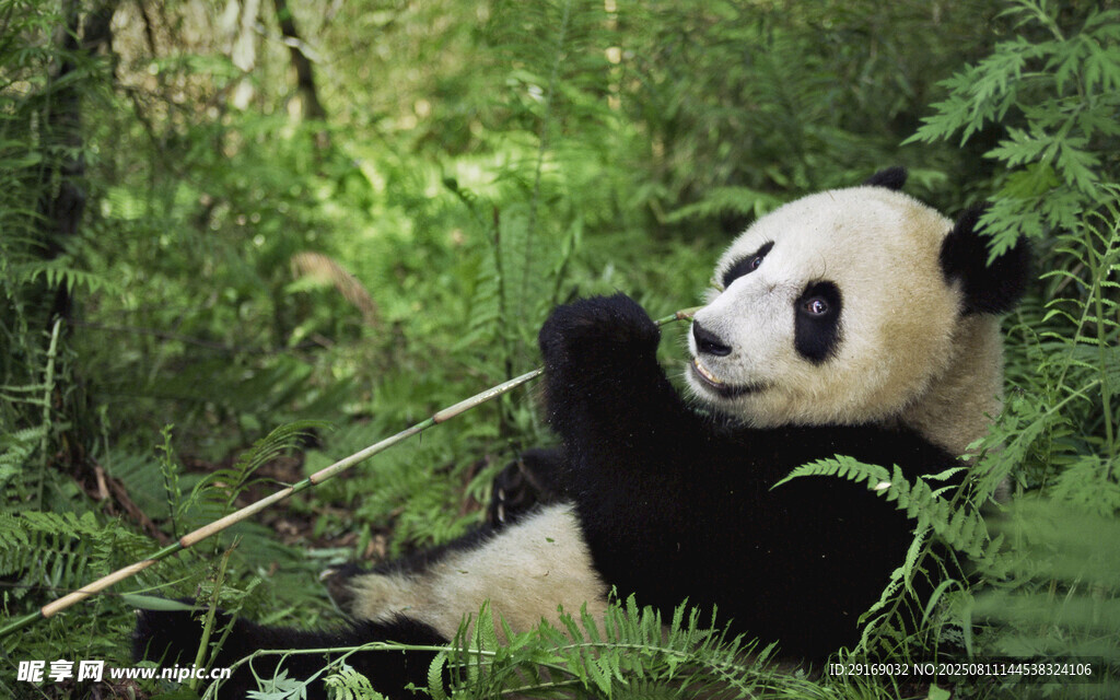 悠闲进食的大熊猫